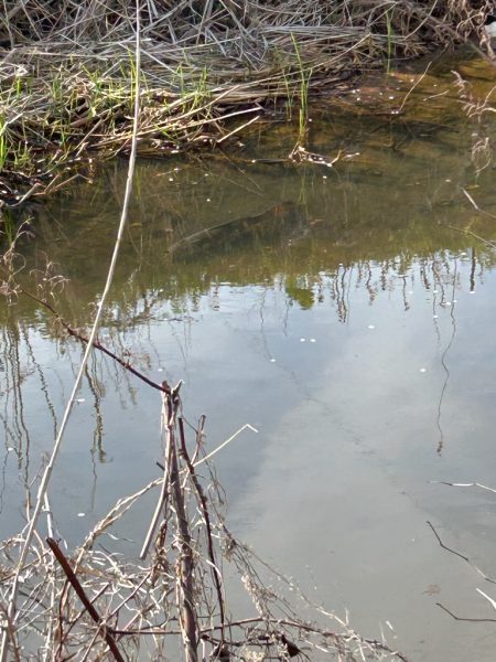 春のカーピング！