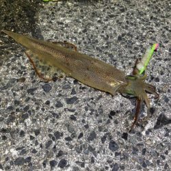 自作ササミ最強！ヤリイカ好調♪