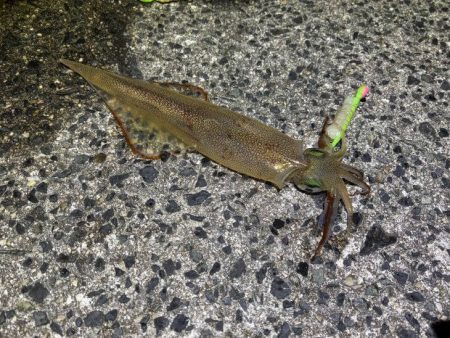 自作ササミ最強！ヤリイカ好調♪