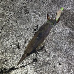 ヤリイカウキ釣り｜コンスタントに釣れて良い感じ♪