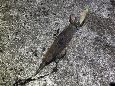 ヤリイカウキ釣り｜コンスタントに釣れて良い感じ♪