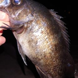 電気ウキ釣り 4 (自己記録更新)