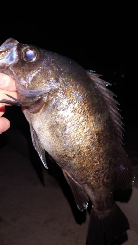 電気ウキ釣り 4 (自己記録更新)