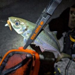 陸っぱり釣行記