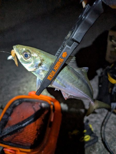 陸っぱり釣行記