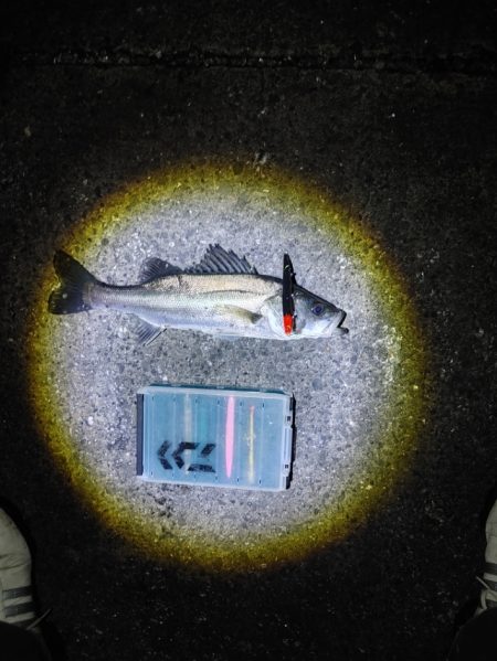 フッコ38cmと40cm