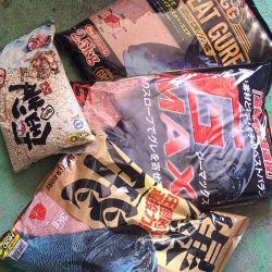 和歌山市江(吉丸渡船)でグレ釣り