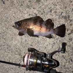 花冷えメバリング