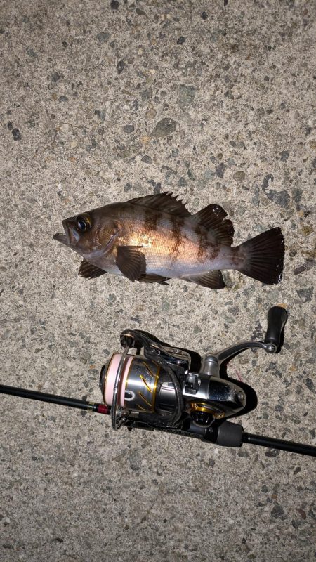 花冷えメバリング