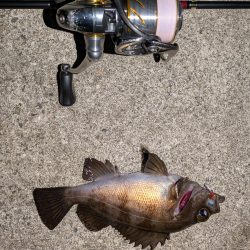 爆風メバリングのちガシリング