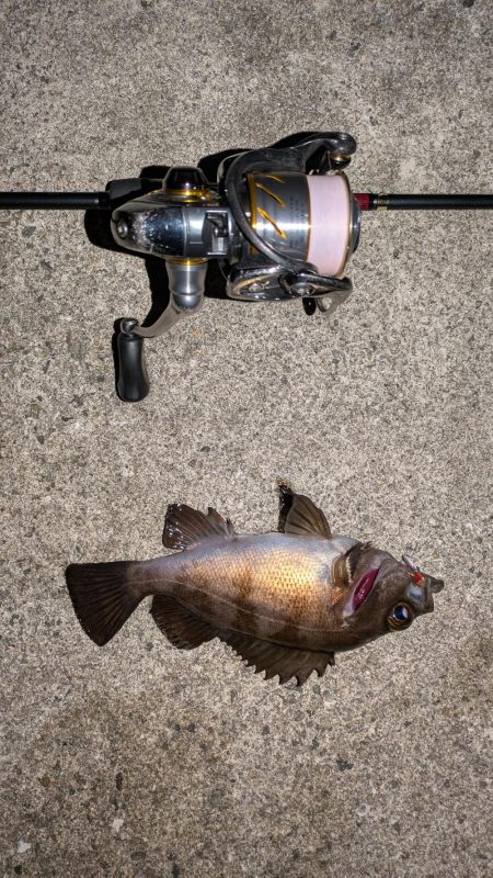 爆風メバリングのちガシリング