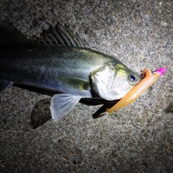 久しぶりにフッコ