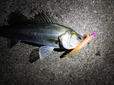 久しぶりにフッコ