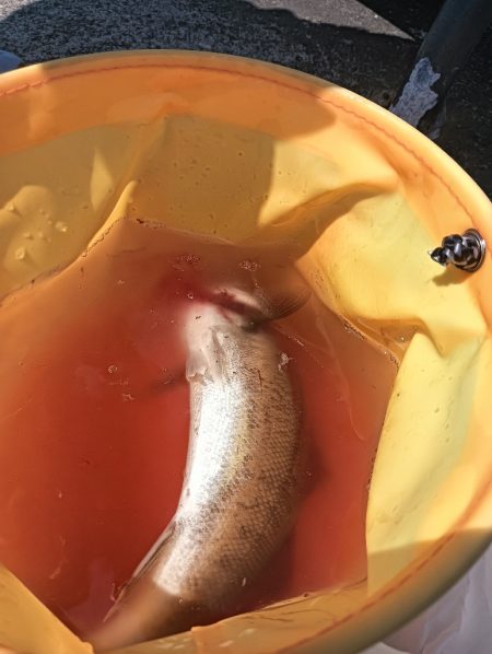 シーバス祭り？