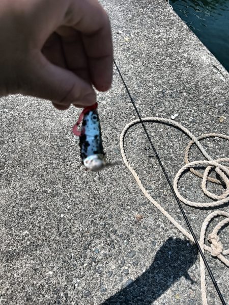 豆サバフェスティバル？