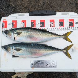 淡路島メガフロート