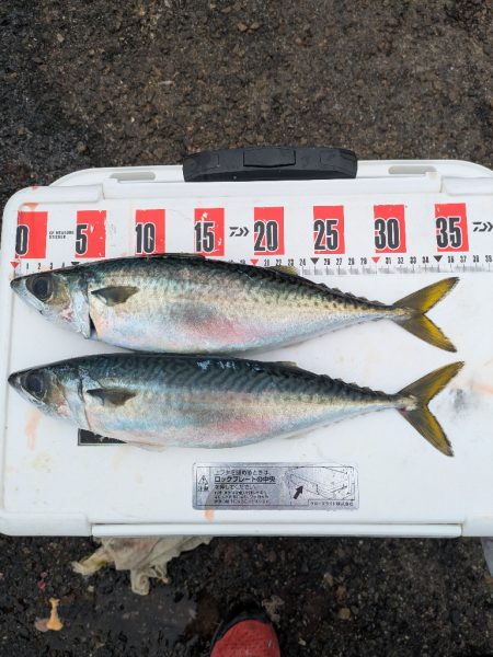 淡路島メガフロート