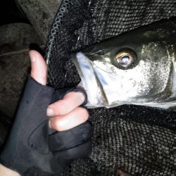 ランカーキャッチ♪