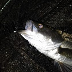 マニックスローが効いた？