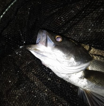 マニックスローが効いた？