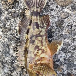 アジ探し@下津周辺