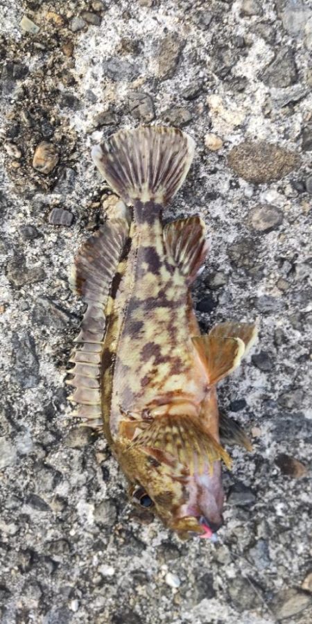 アジ探し@下津周辺