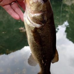 ジャークベイト