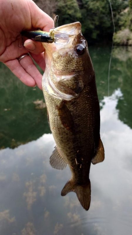 ジャークベイト