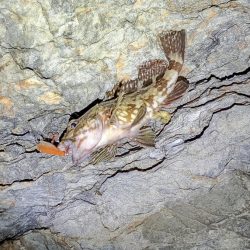 メバル見つけられず