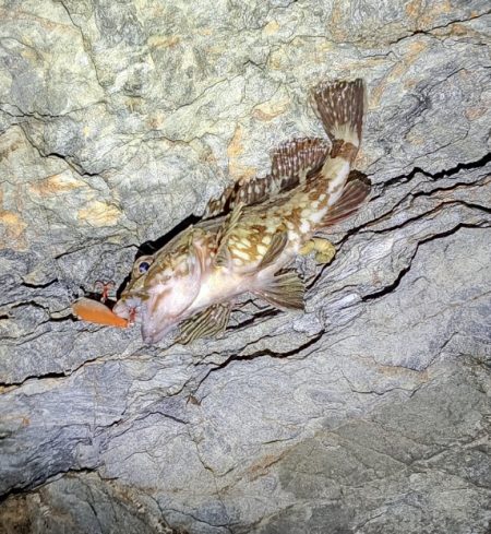 メバル見つけられず