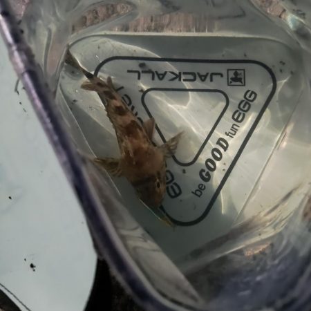 新しいロッドで初釣行☆