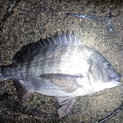 雨降れど水も滴る良いおチヌ