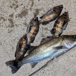 メバル＆シーバス