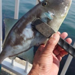 カゴ釣り 2 (嬉しいゲスト)