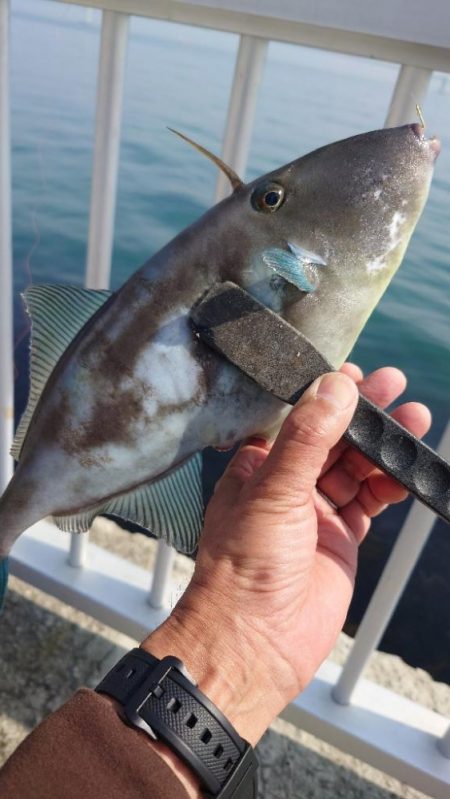 カゴ釣り 2 (嬉しいゲスト)