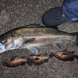 メバル＆シーバス