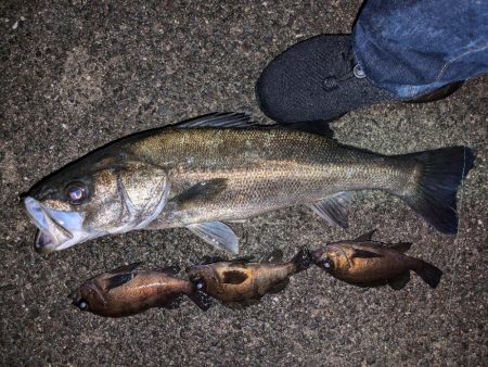 メバル＆シーバス