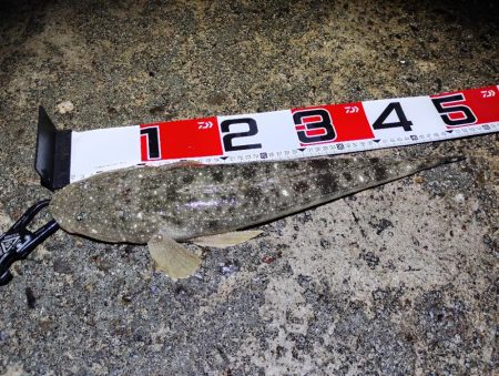 マゴチに助けられた。