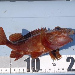 ちょい穴釣り〜大磯〜