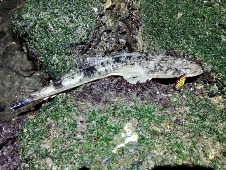 シーバスあかんかったけど満足