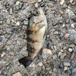 小サバ、メバル