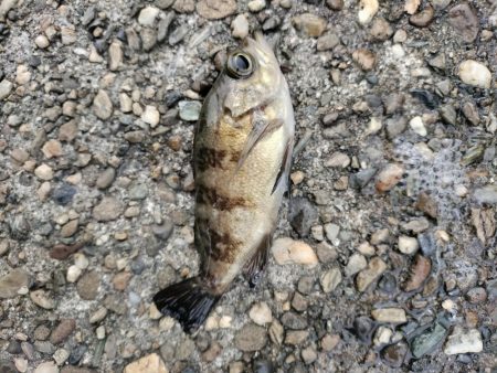 小サバ、メバル