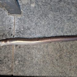 ぶっこんでアナゴ