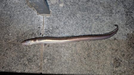 ぶっこんでアナゴ