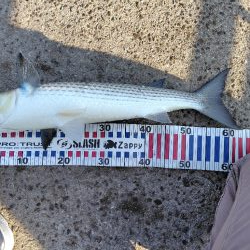 25アルテグラ入魂