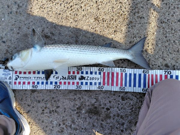 25アルテグラ入魂