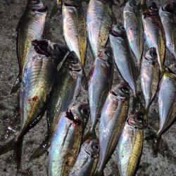 アジングっぽいこと