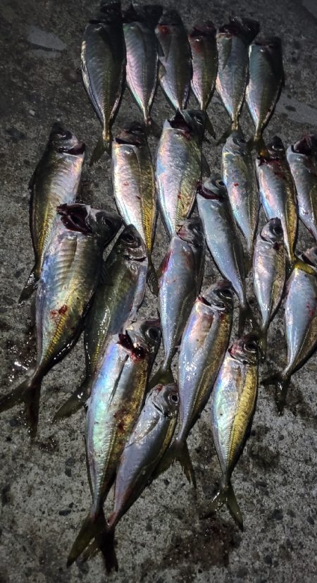 アジングっぽいこと