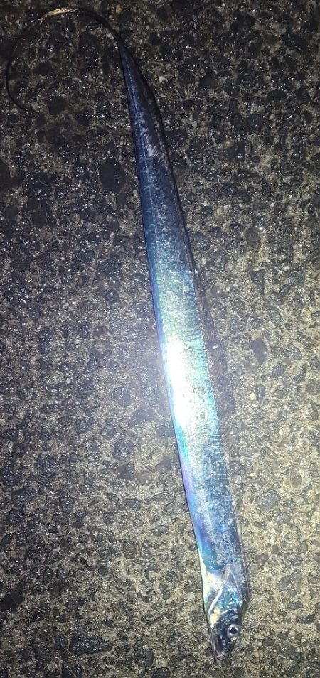 春タチウオにチャレンジ