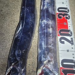 連日の春タチウオresearch